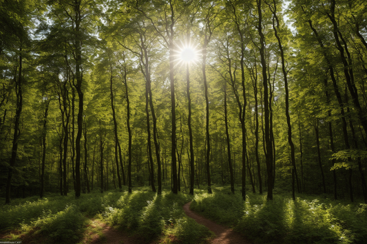 Erschwernisausgleich-Wald!