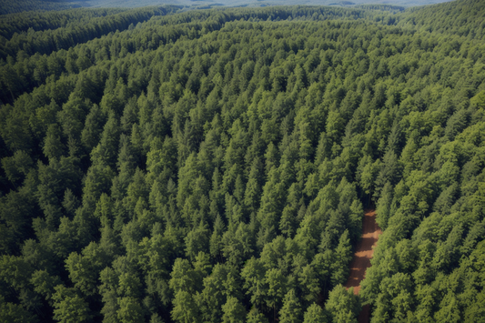 Anschubsfinanzierung für Holzvermarktungsgemeindschaften BW!