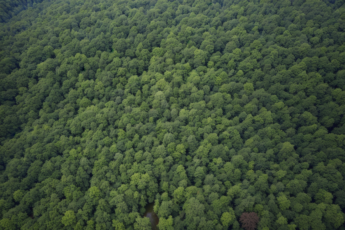 Umweltzulage Wald BW! / Baden-Württemberg