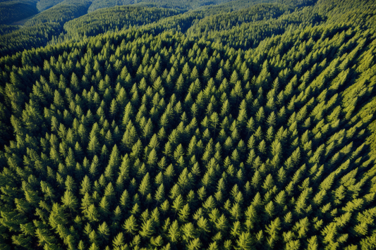 Waldbauliche Förderung!