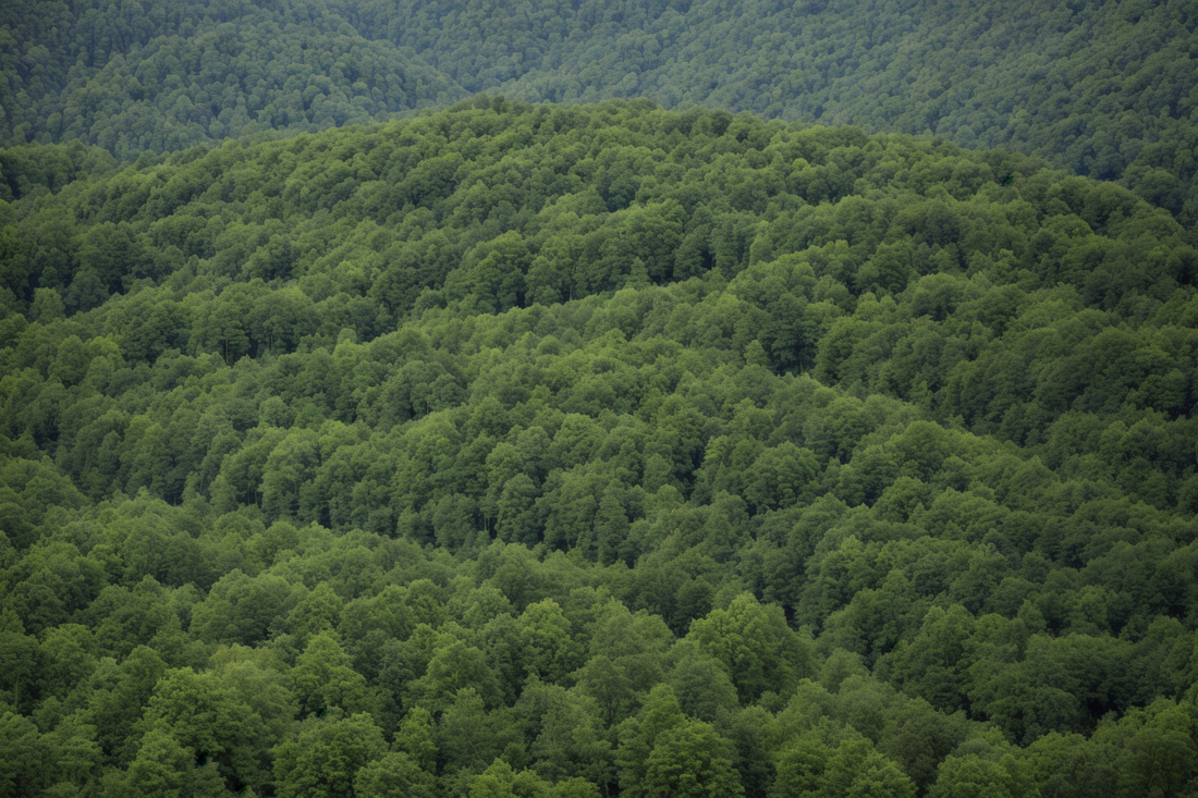 Vertragsnaturschutz im Wald (Teil E)!